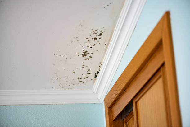 Best Commercial Mold Inspection  in Oakbrook, KY